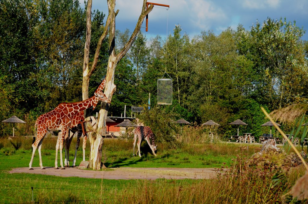 Małe holenderskie zoo 4488