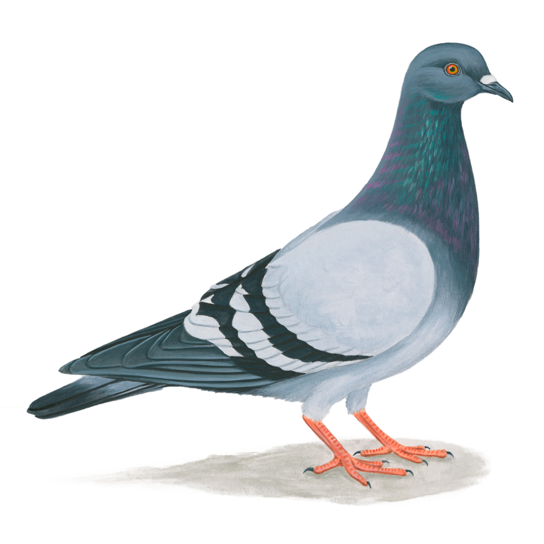 pigeon