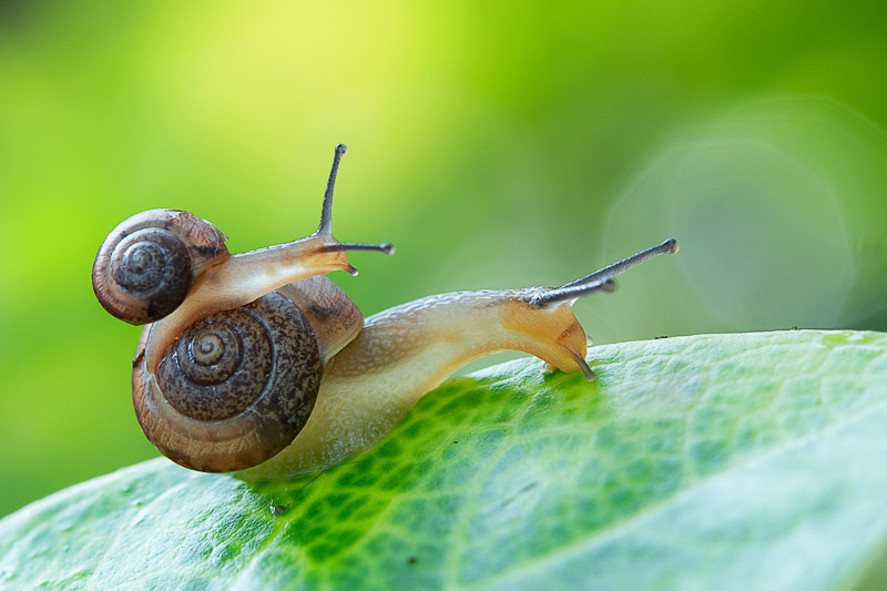 snails