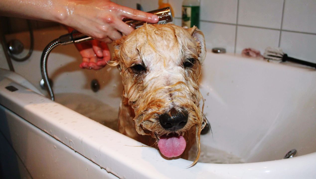 jak zrobić naturalny szampon dla psa