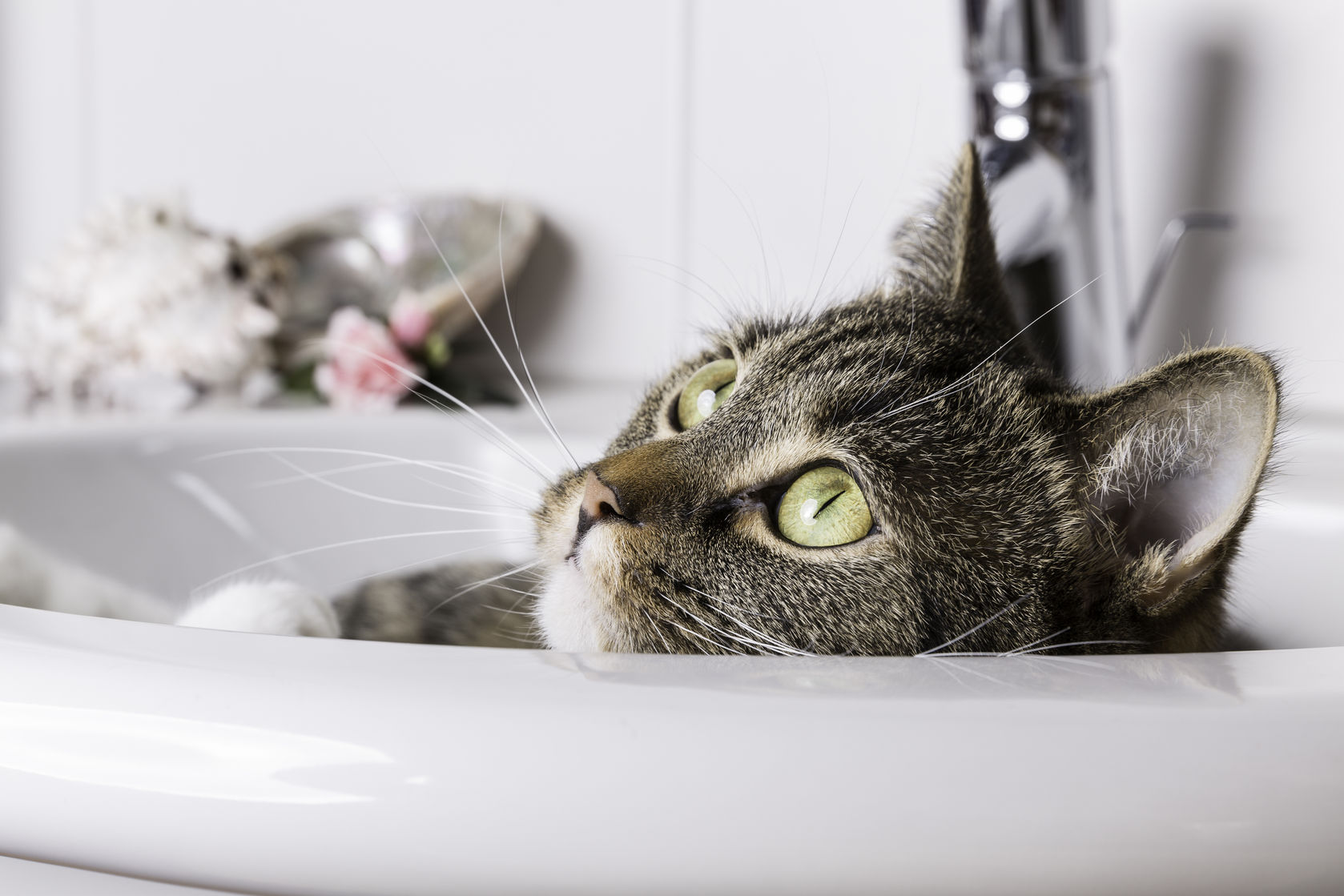 jak zrobić szampon dla kota zapytaj onet