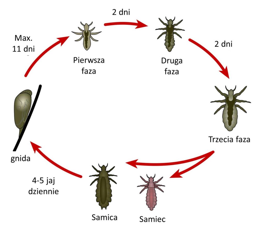 czy szampon zabija gnidy