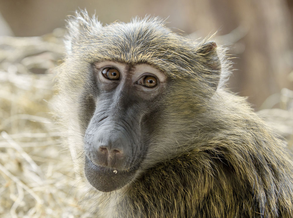 baboon