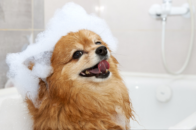 najlepszy szampon dla psow