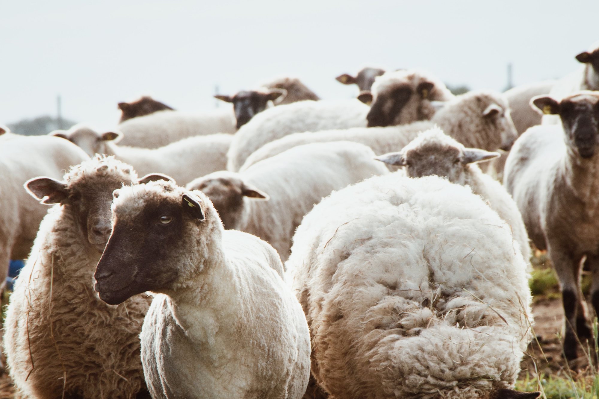 pieluchy wielorazowe owieczka