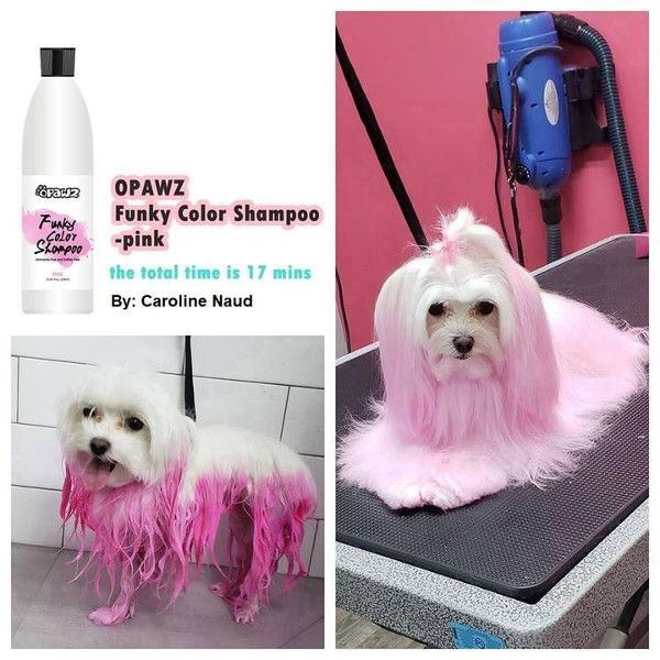 szampon dla psow kolorowych