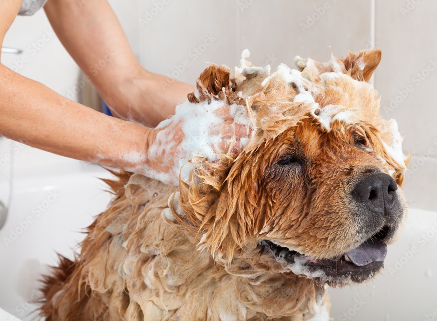 szampon dla psa goldena