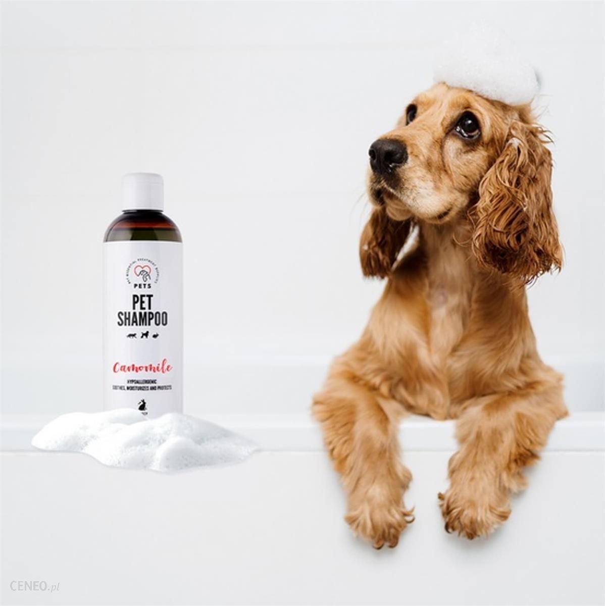 szampon antyseptyczny dla psa cocker spaniel