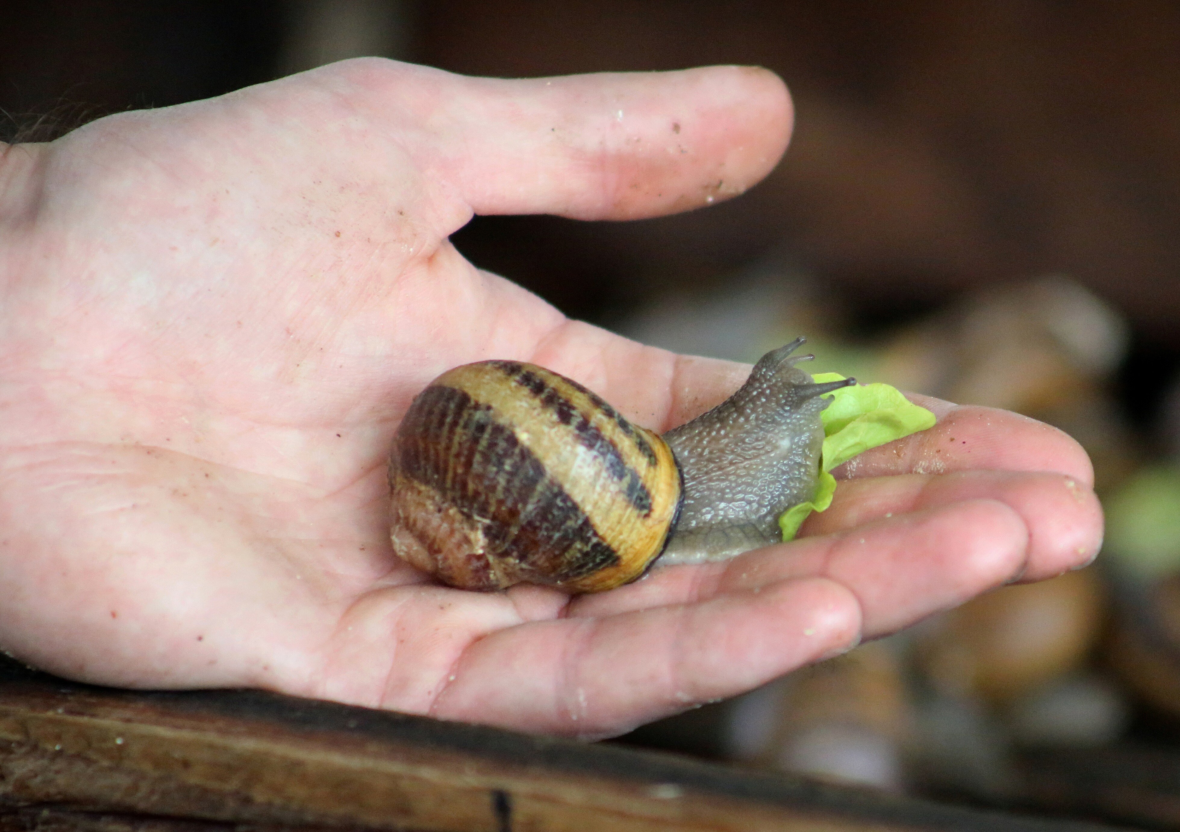 snails 0637