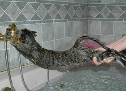 jak zrobić szampon dla kota