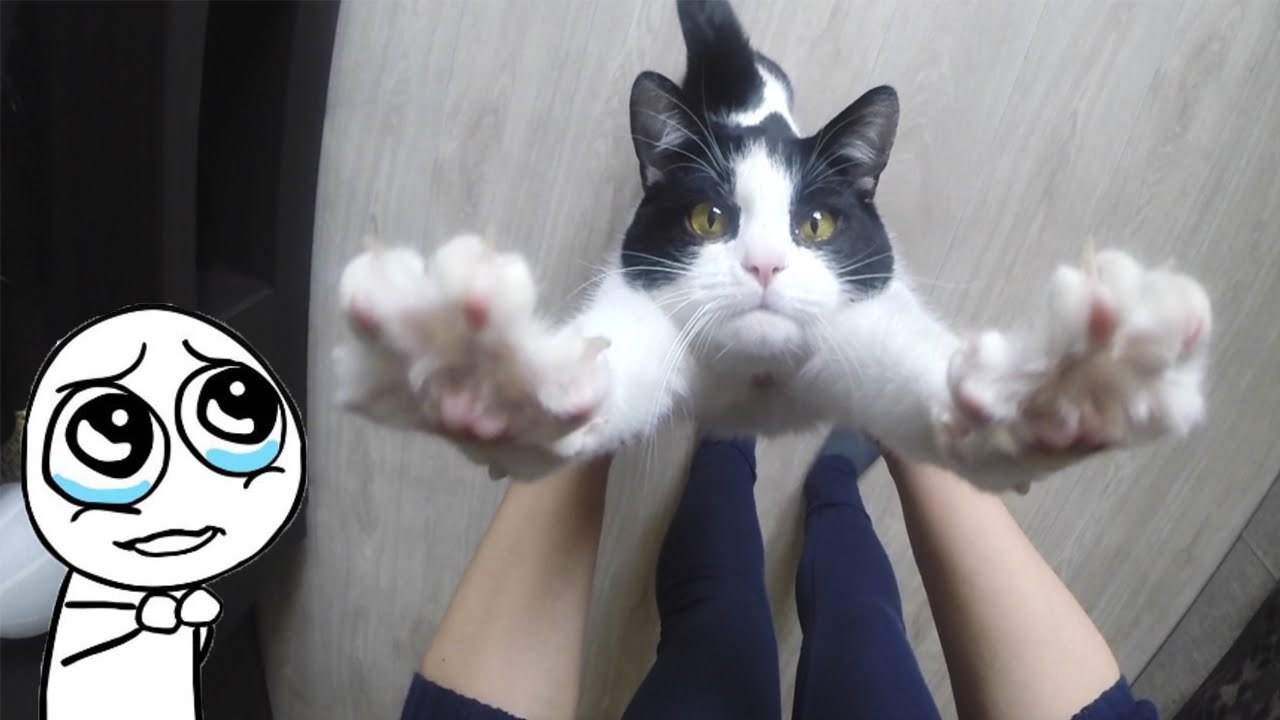 youtube plthe amazing cat huggi