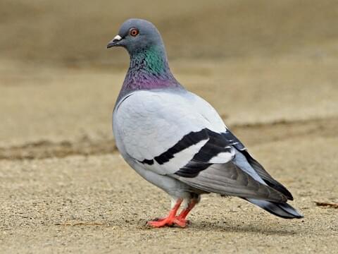 pigeon