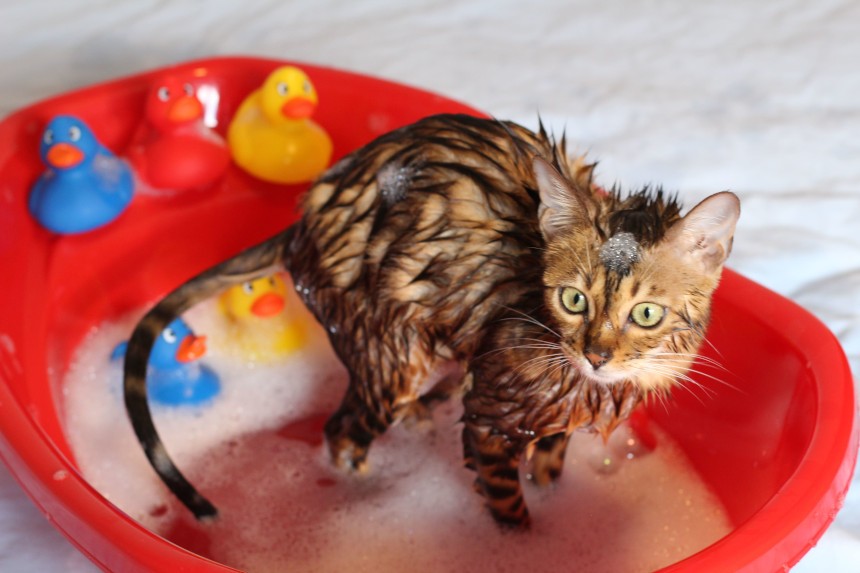 domowe sposoby na szampon dla kota