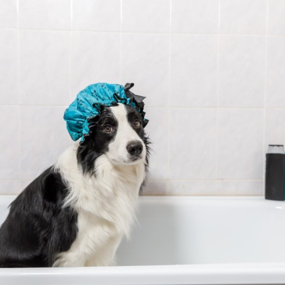 czym zastapic szampon dla psa