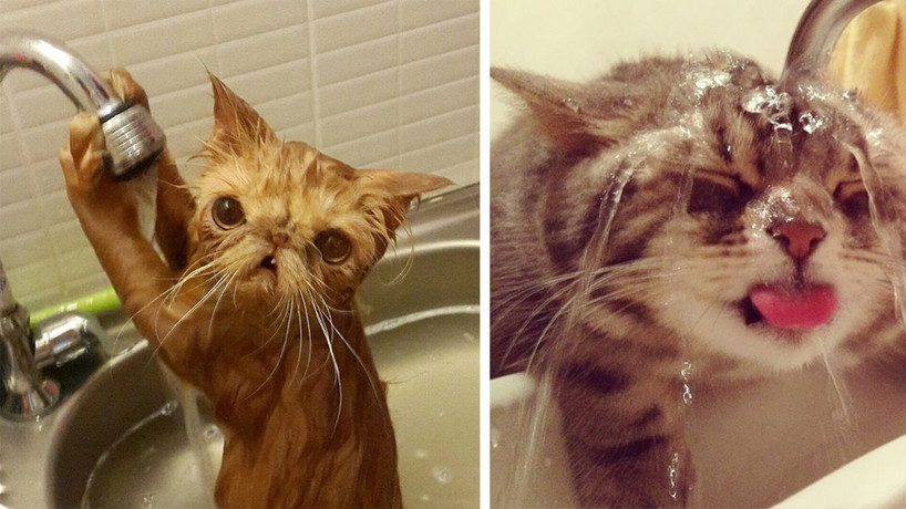 jak zrobić szampon dla kota zapytaj onet