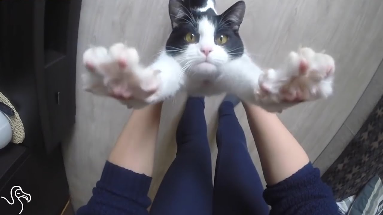 youtube plthe amazing cat huggi