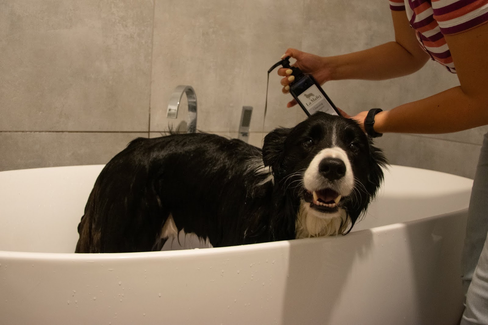 szampon dla psa border collie