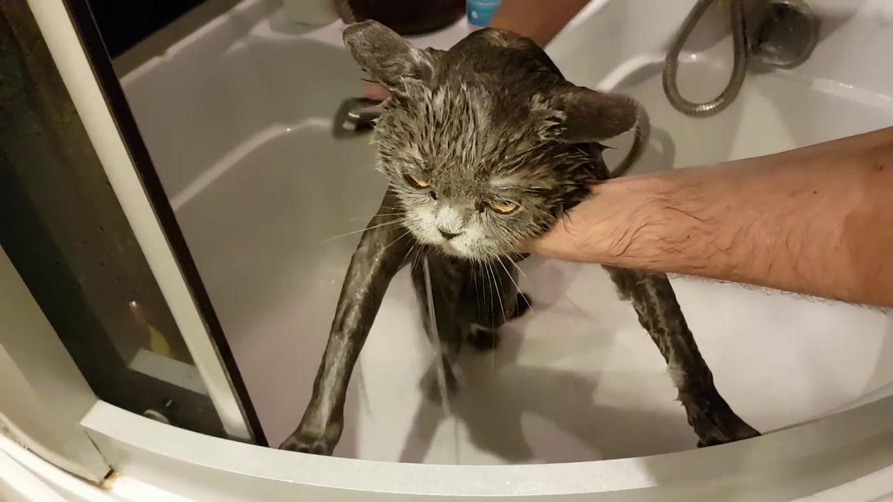 jak zrobić szampon dla kota