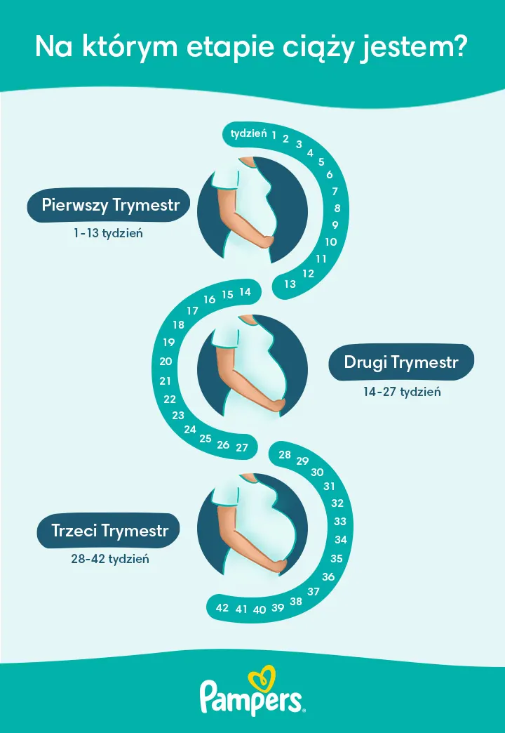 który to tyg ciązy pampers