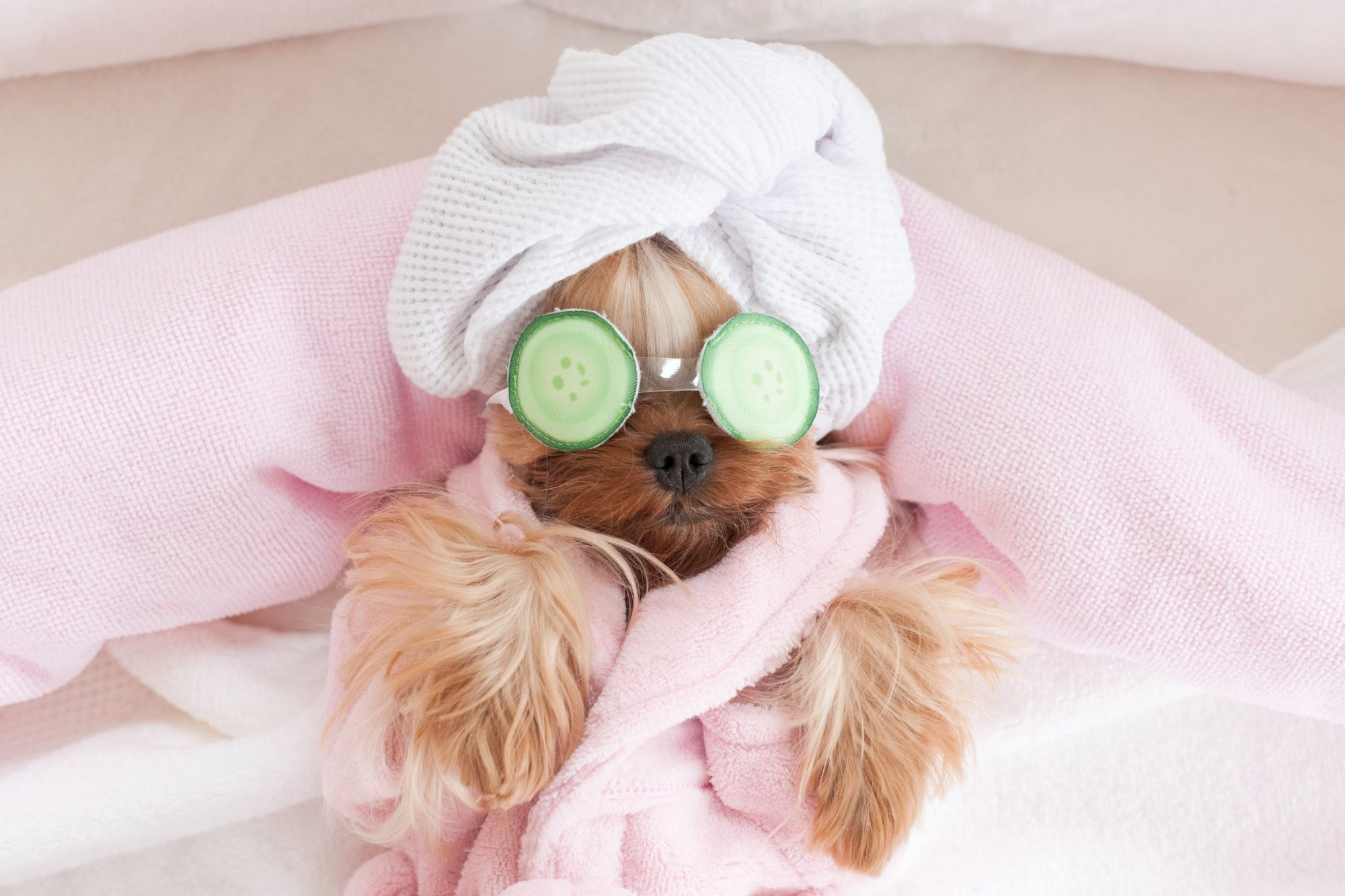 pampered pets