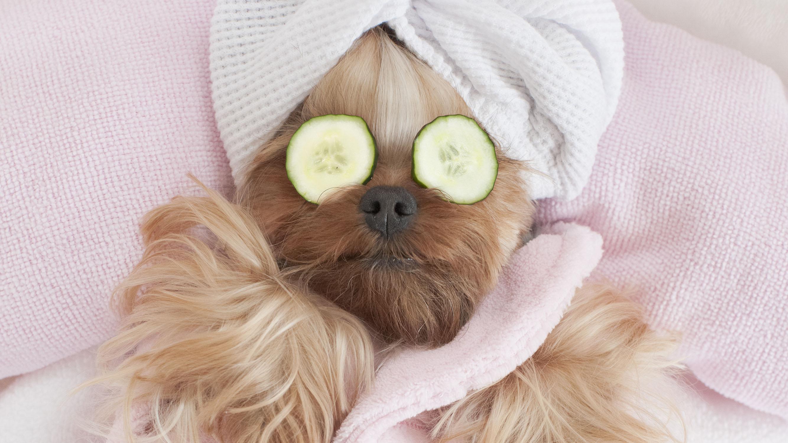 pampered pooch