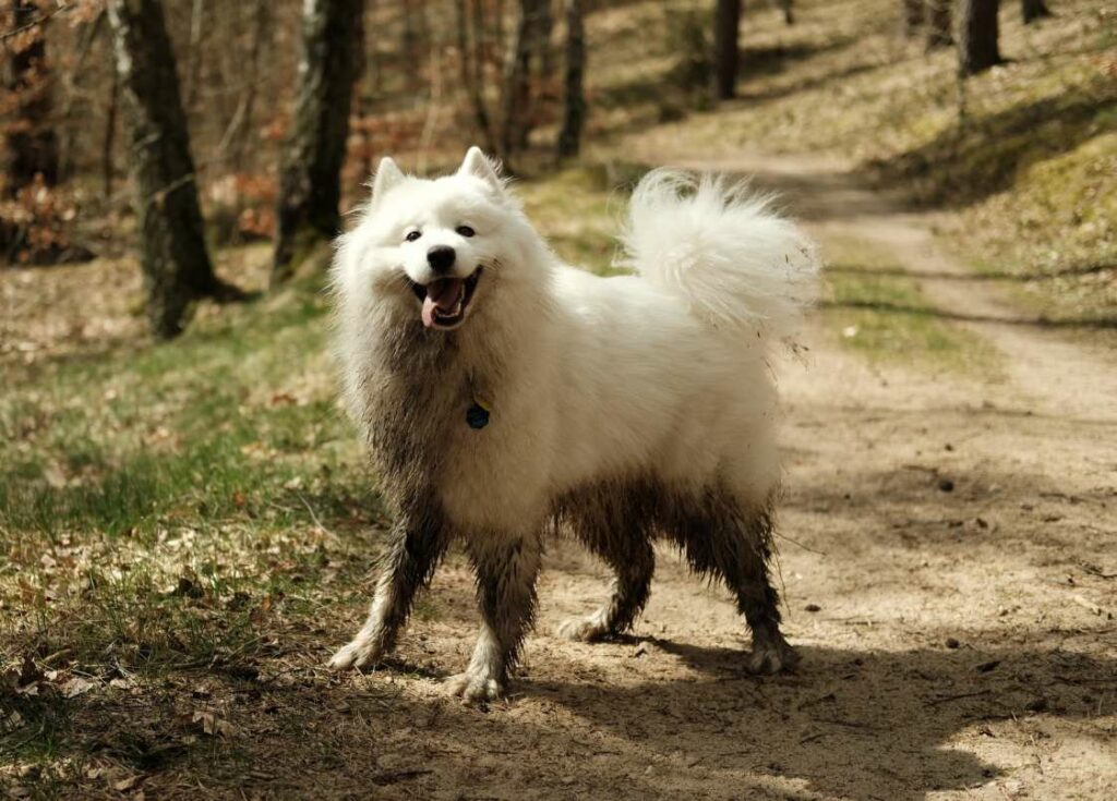 samoyed jaki szampon moze dla dzieci