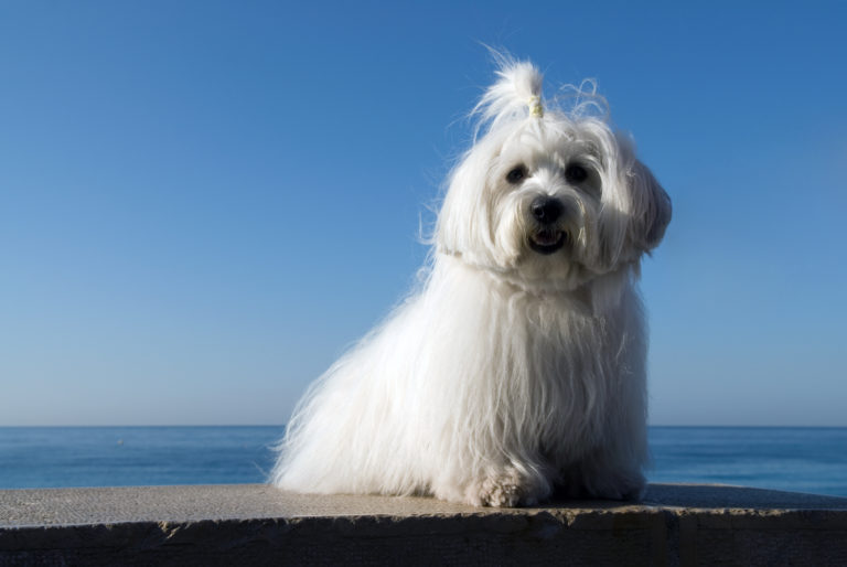 szampon dla rasy coton de tulear