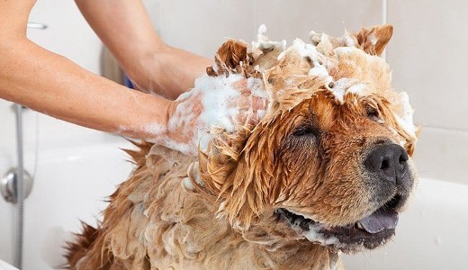 szampon na choroby skóry u psa